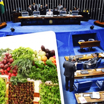 Medida Provisória que trata da renegociação de dívidas rurais é aprovada no Senado Federal